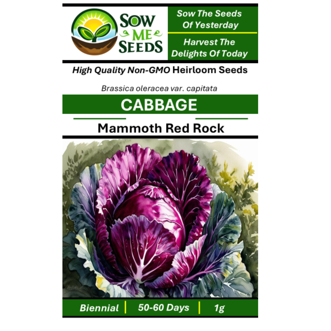 Cabbage Seeds – Mammoth Red Rock: Non-GMO, Heirloom Vegetable Garden Seeds