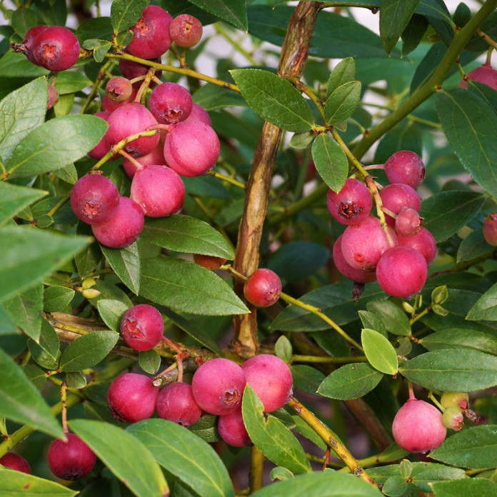 Pink Lemonade Blueberry Plant – 4-8″ Tall – 4″ Pot – Vaccinium hybrid
