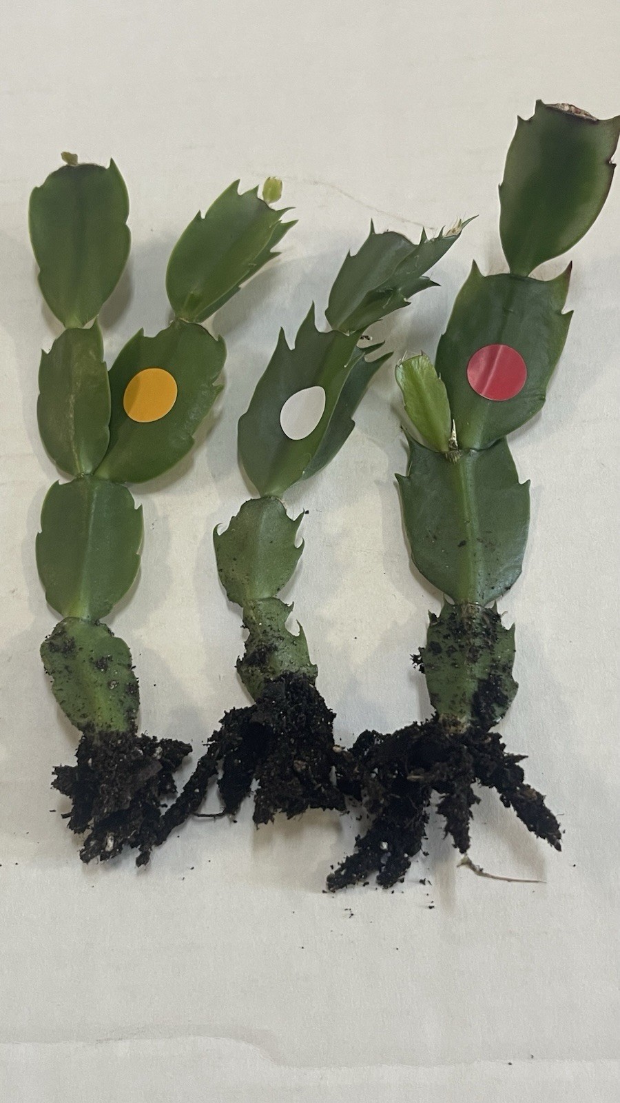 Thanksgiving Cactus 1 White 1 Red 1 Orange, 3 Mixed Colour 3-4in Tall With 4”Pot