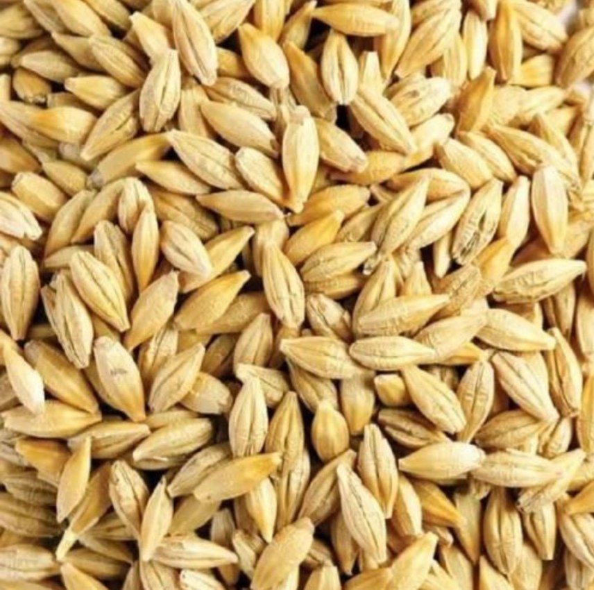 1 POUND BARLEY SEEDS Microgreens Fodder Feed Grow Organic Natural Farm Fresh