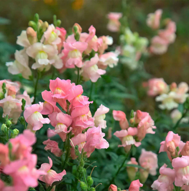Snapdragon APPLEBLOSSOM Soft Pink Gold Cut Flower Garden Vase Non-GMO 500 Seeds