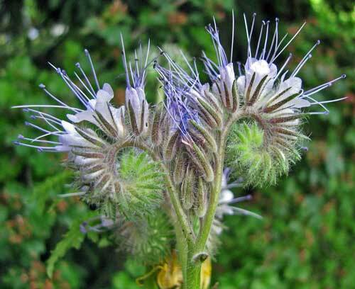 Phacelia tenacetifolia | Lacy Phacelia | Fiddleneck | 300 Seeds