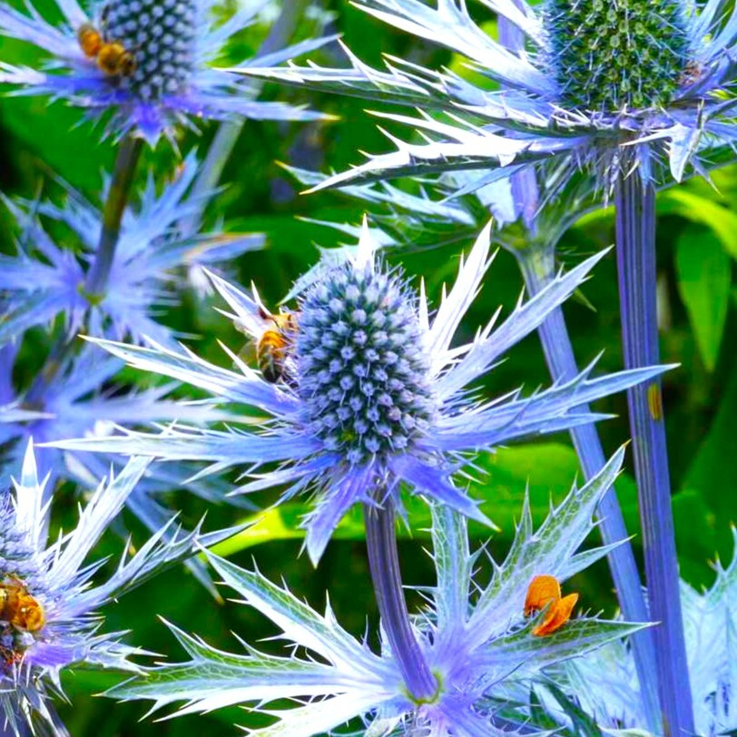 Sea Holly Seeds | Blue Thistle Eryngium Eryngo Flower Seed 2024 Fast Shipping