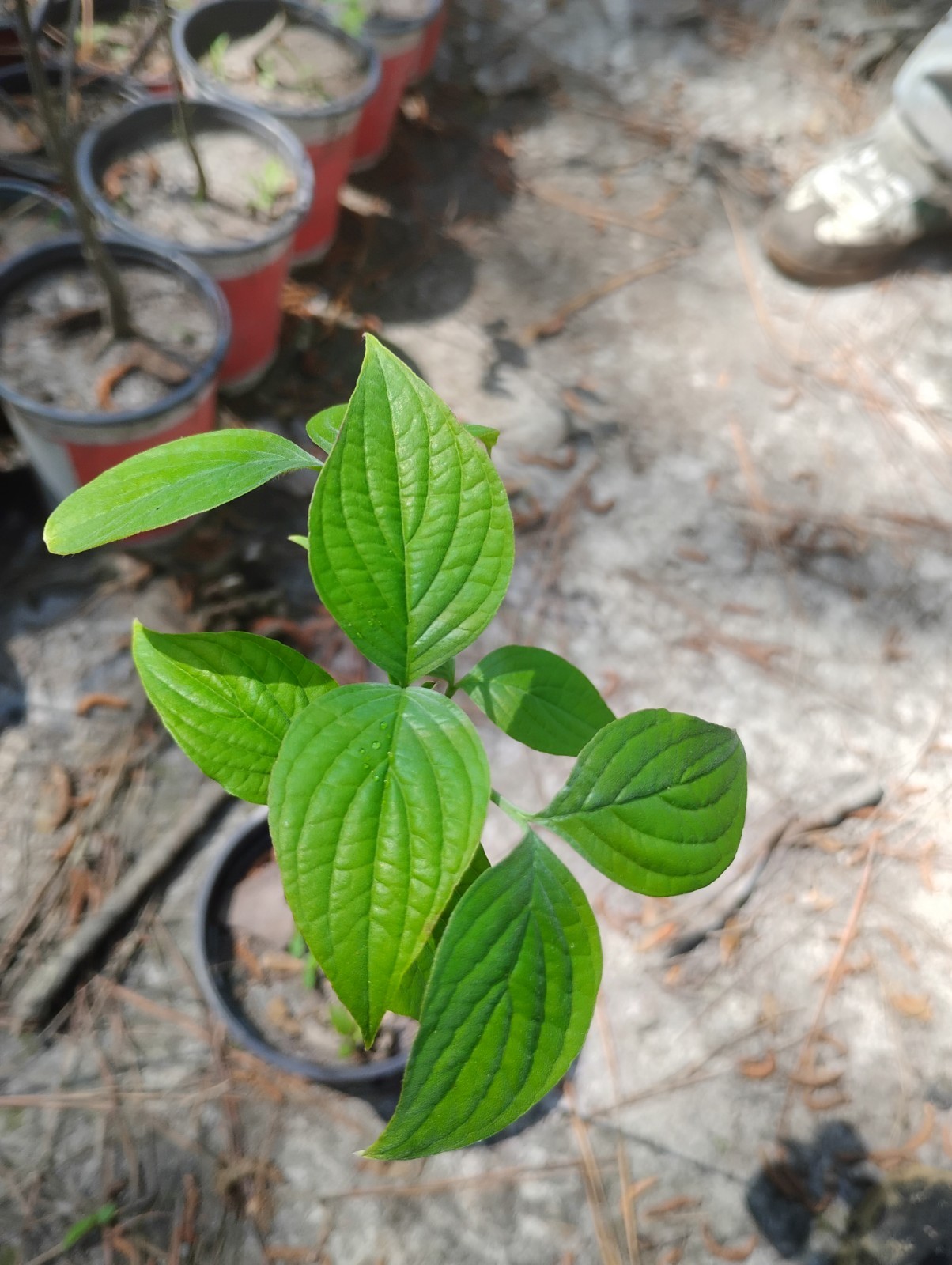 White Flowering Dogwood Tree, 1 Quart Pot.