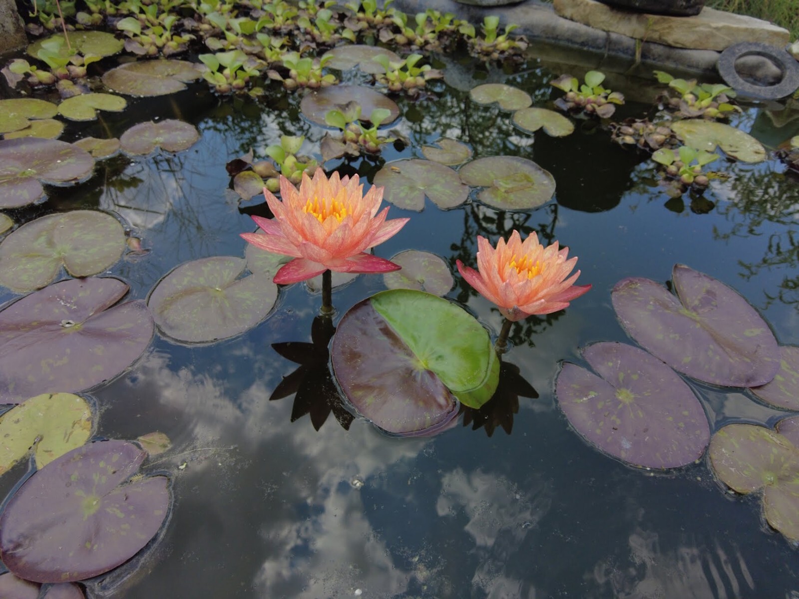 Hardy Pink + Yellow Water Lily – Rare Multicolored Bare Root Aquatic Pond Plant