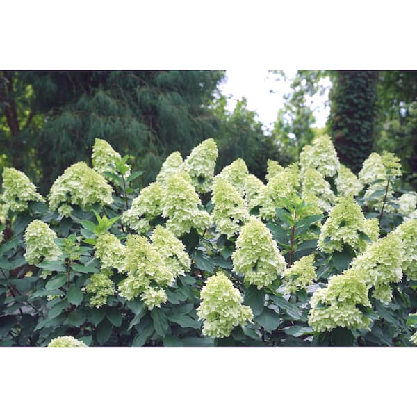 LIMELIGHT HYDRANGEA PANICULATA LIVE STARTER PLANTS 8+ INCHES SET OF 2
