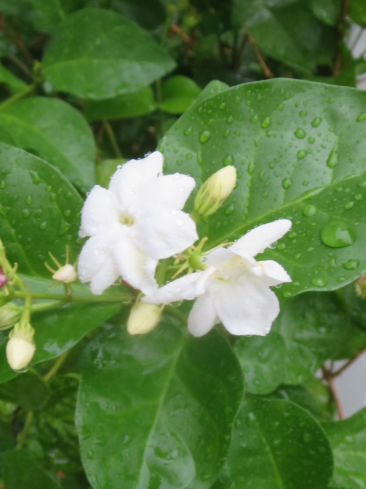 Jasmine Jasminum Sambac Plant 5 Fresh Unrooted Cuttings