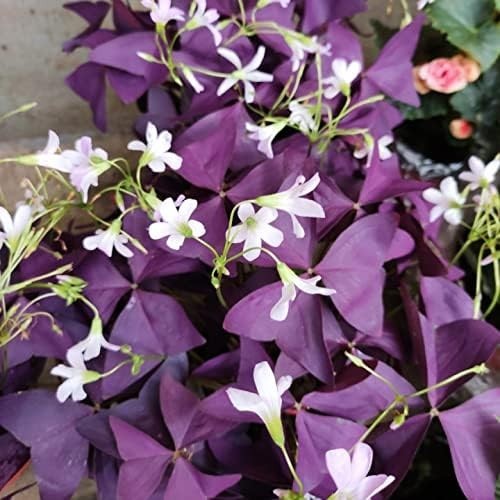 12 Heirloom Purple Shamrocks Bulbs – Easy to Grow for Beginners & Garden Lovers