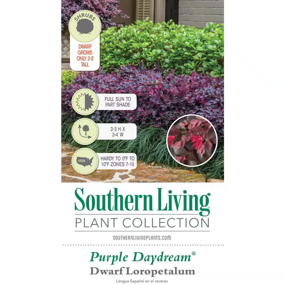 2.5 Qt. Purple Daydream Dwarf Loropetalum, Evergreen Shrub with Purple Foliage