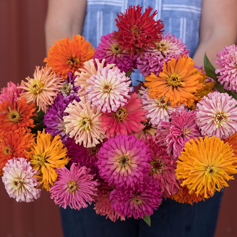 200+ CACTUS FLOWERED SPRING MIX — HEAT DROUGHT TOLERANT — COLORFUL —- FRESH
