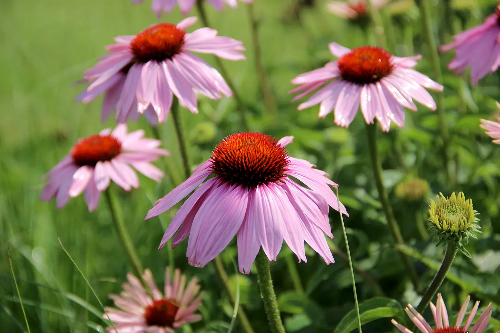 200+ Light Purple Coneflower Daisy Seeds for Garden – USA – FAST SHIPPING!
