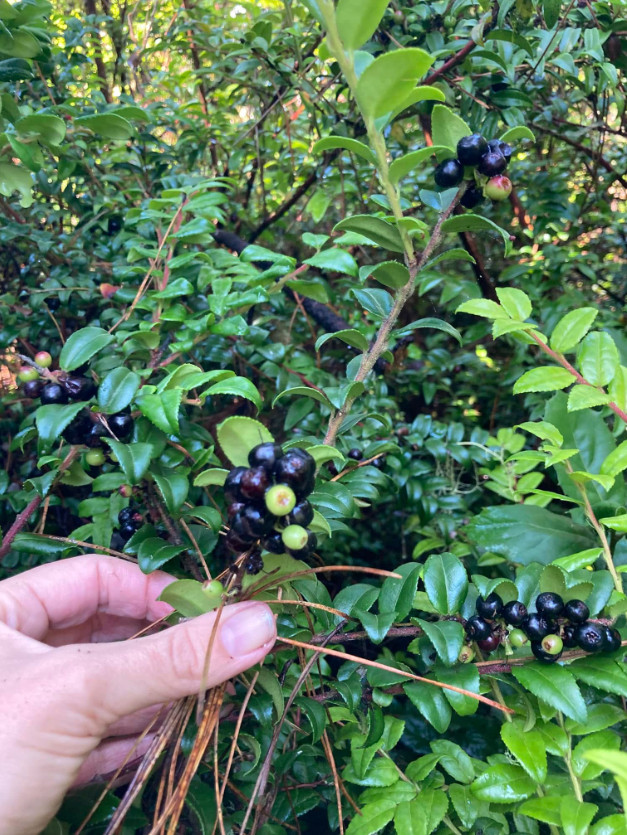 Live Huckleberry Plant, Vaccinium ovatum, 3-7″ Tall in 3″ pots, Edible Berries