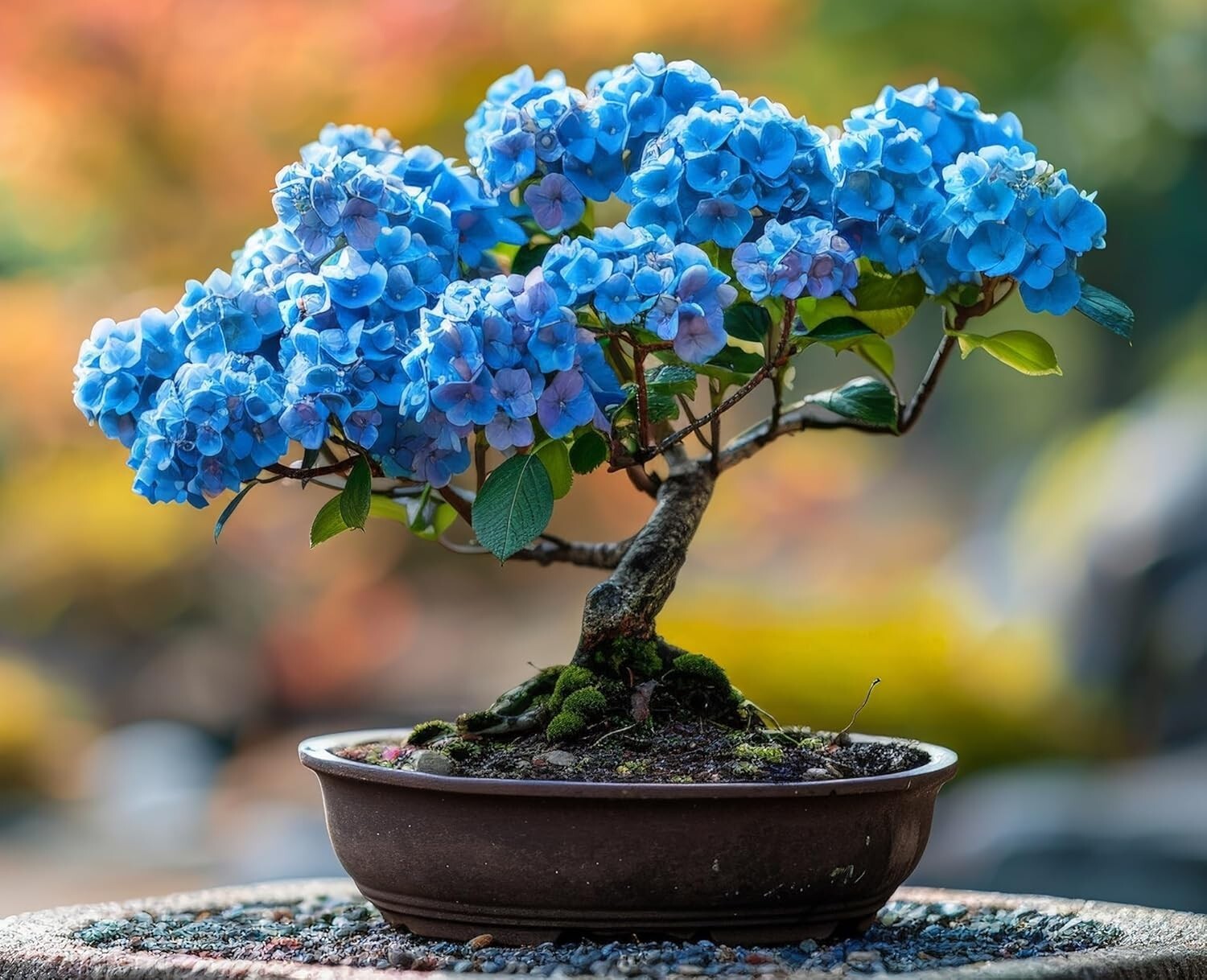 Blue Hydrangea Bonsai Tree Seedling for Planting