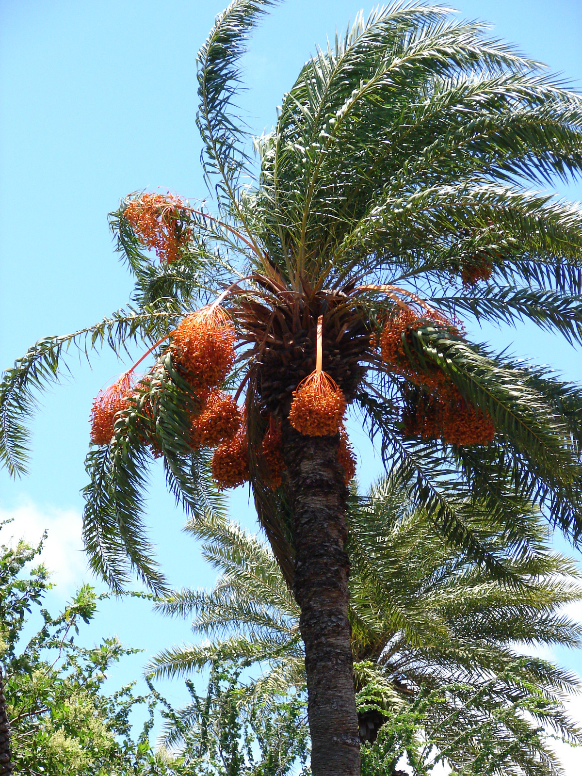 ~SILVER DATE PALM~ Phoenix sylvestris BR 5+ Seedlings Cold Hardy Landscape Tree
