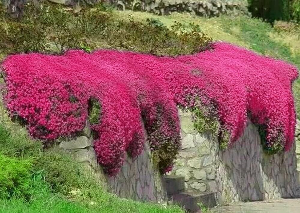 500+ Red Creeping Thyme Seeds ——————— Groundcover — Non-GMO