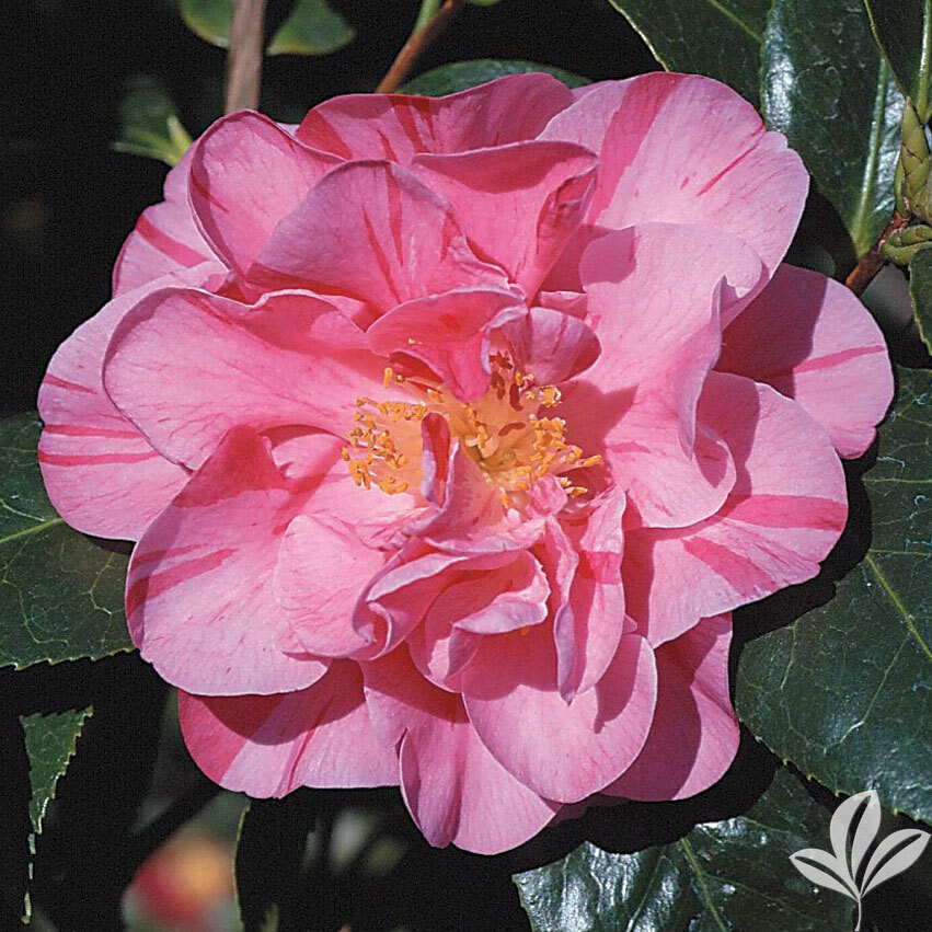 **DAD’S PINK**Camellia Japonica-STARTER Plant-Pink with Dark Pink/Red stripes!