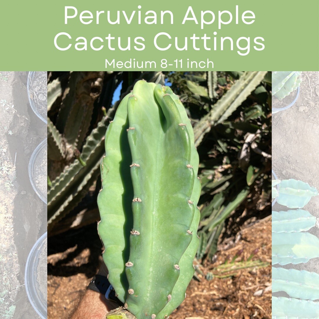 Peruvian Apple Cactus Cuttings 8-11 inches long | Fresh Cereus Repandus Offsets