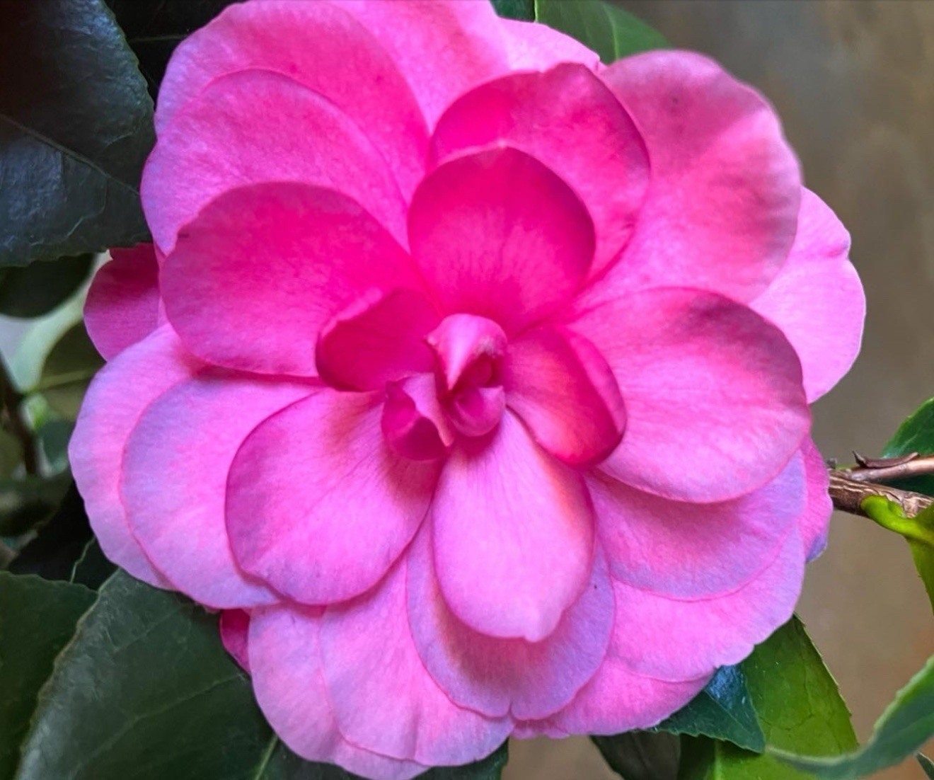Nuccio’s Cameo~~Camellia Japonica–Live STARTER Plant–VERY UNIQUE BLOOMS!