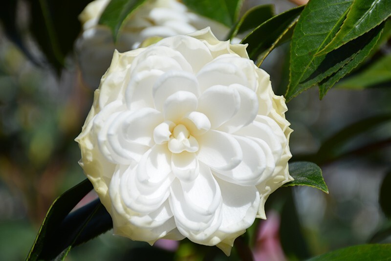WHITE BY THE GATE~~Unique Bloom**Camellia Japonica-Live Starter Plant