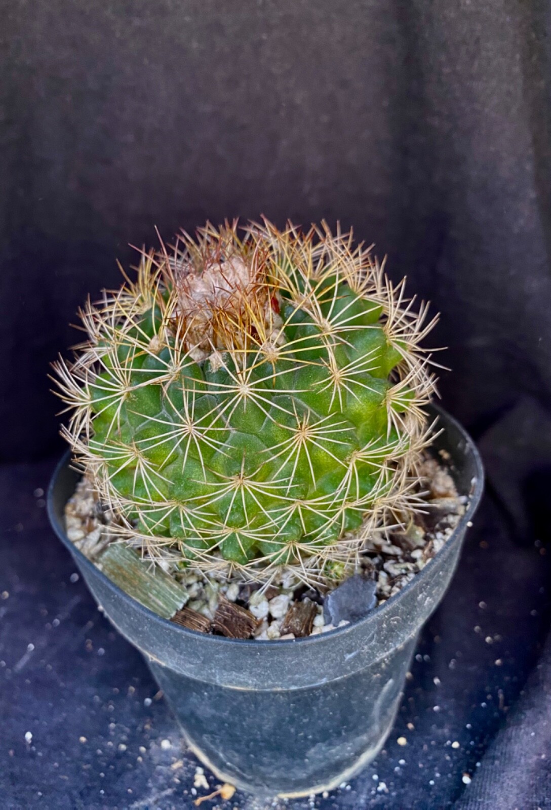 Discocactus araneispinus, cephalium bearing cactus plant