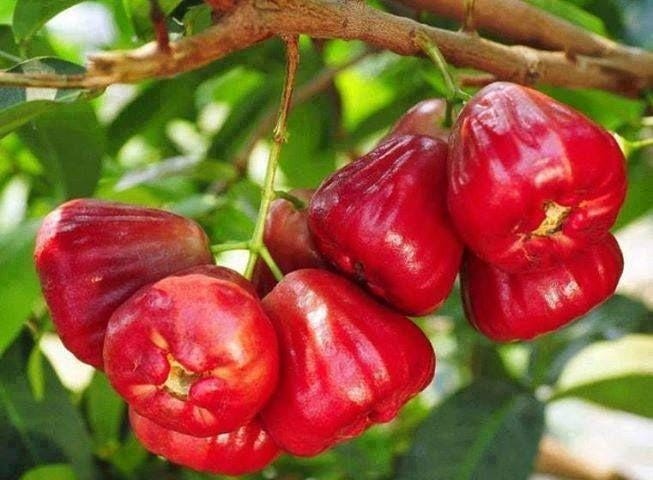 Red Rose Apple Live Tree 12-18 in Syzygium jambos Tropical Fruit Plant