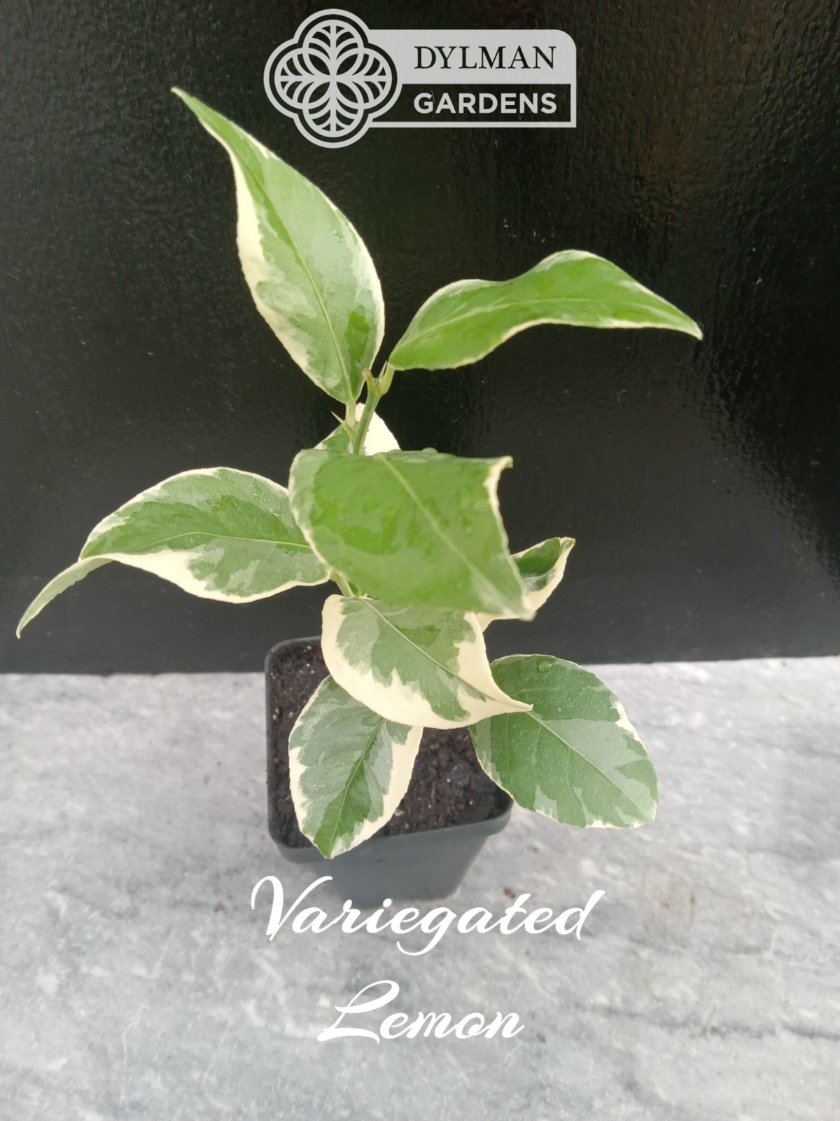 Pink Lemonade Eureka Lemon Tree (Citrus limon ‘Variegated Pink’) Multiple Sizes