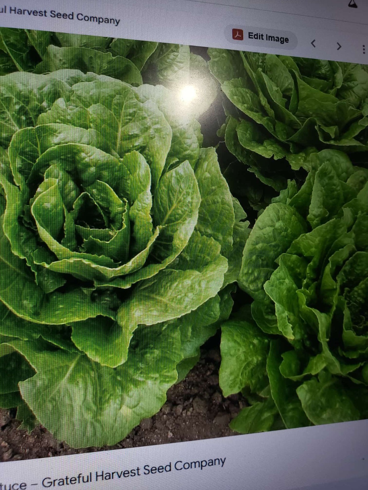 Jericho Romaine Lettuce Seeds, NON-GMO, Extremely Heat Tolerant, FREE SHIPPING