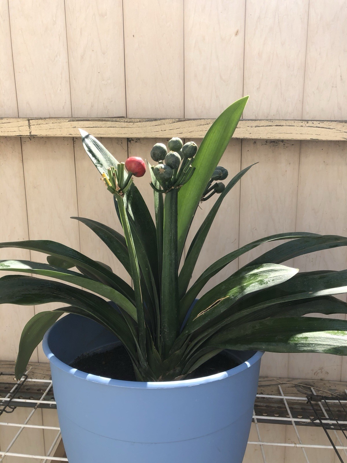 1 Clivia Miniata Bush Lily Bare Root 20 Leaf Orange Ready To Plant No Flower