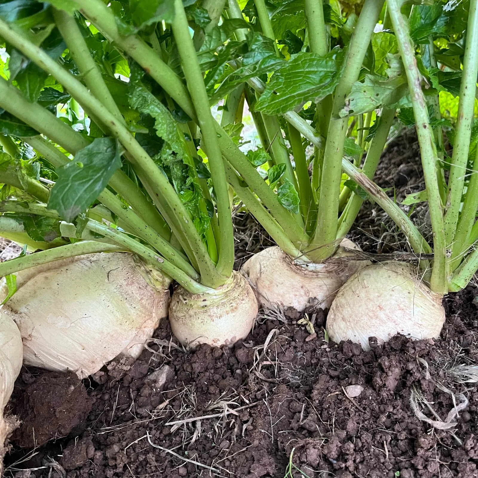 White Egg Turnip Seeds, NON-GMO, Heirloom, Variety Size Packets, FREE SHIPPING