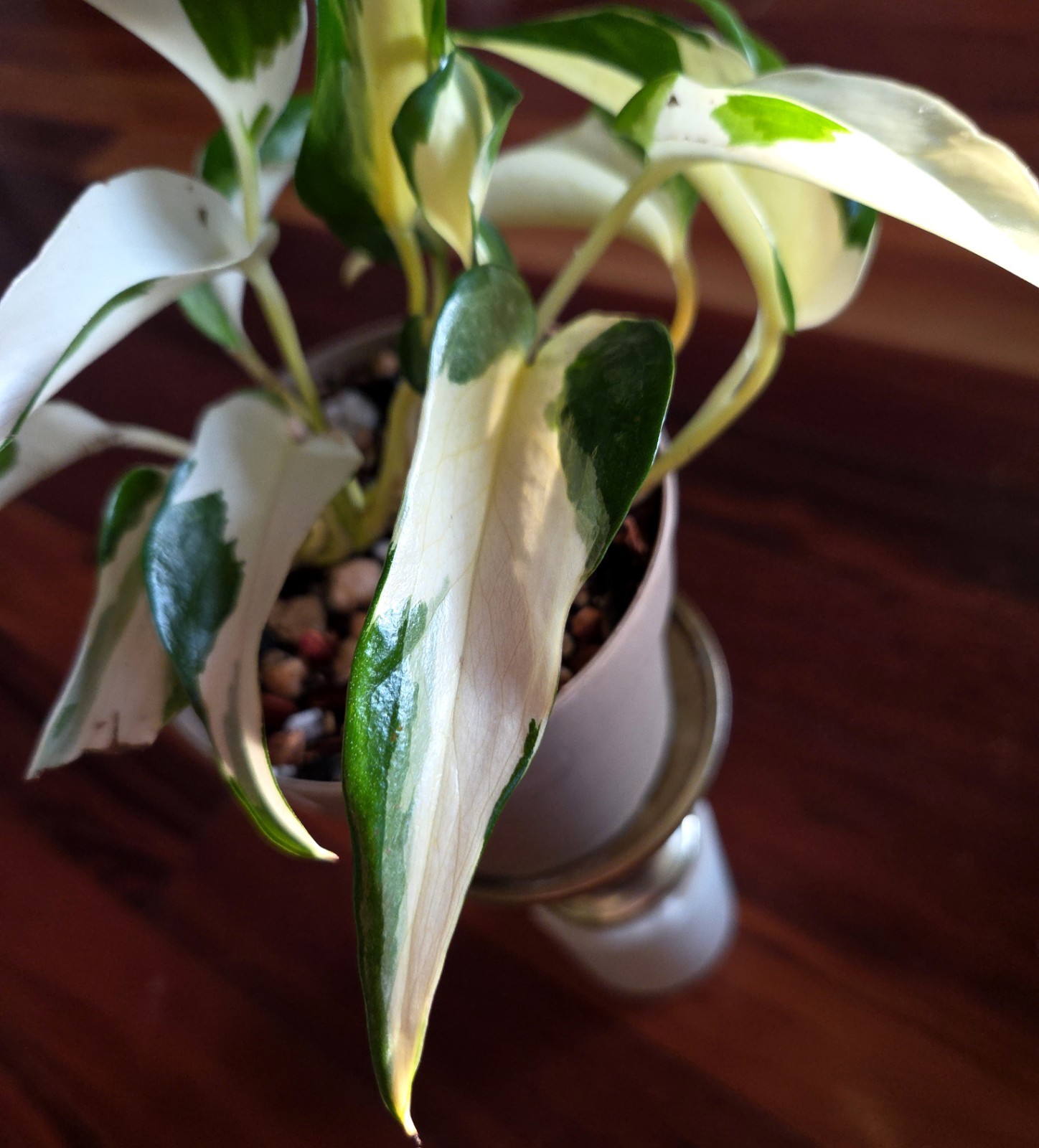 Rare Epipremnum White Mutant Manjula 10″ Tall Aroid Not Philodendron Monstera
