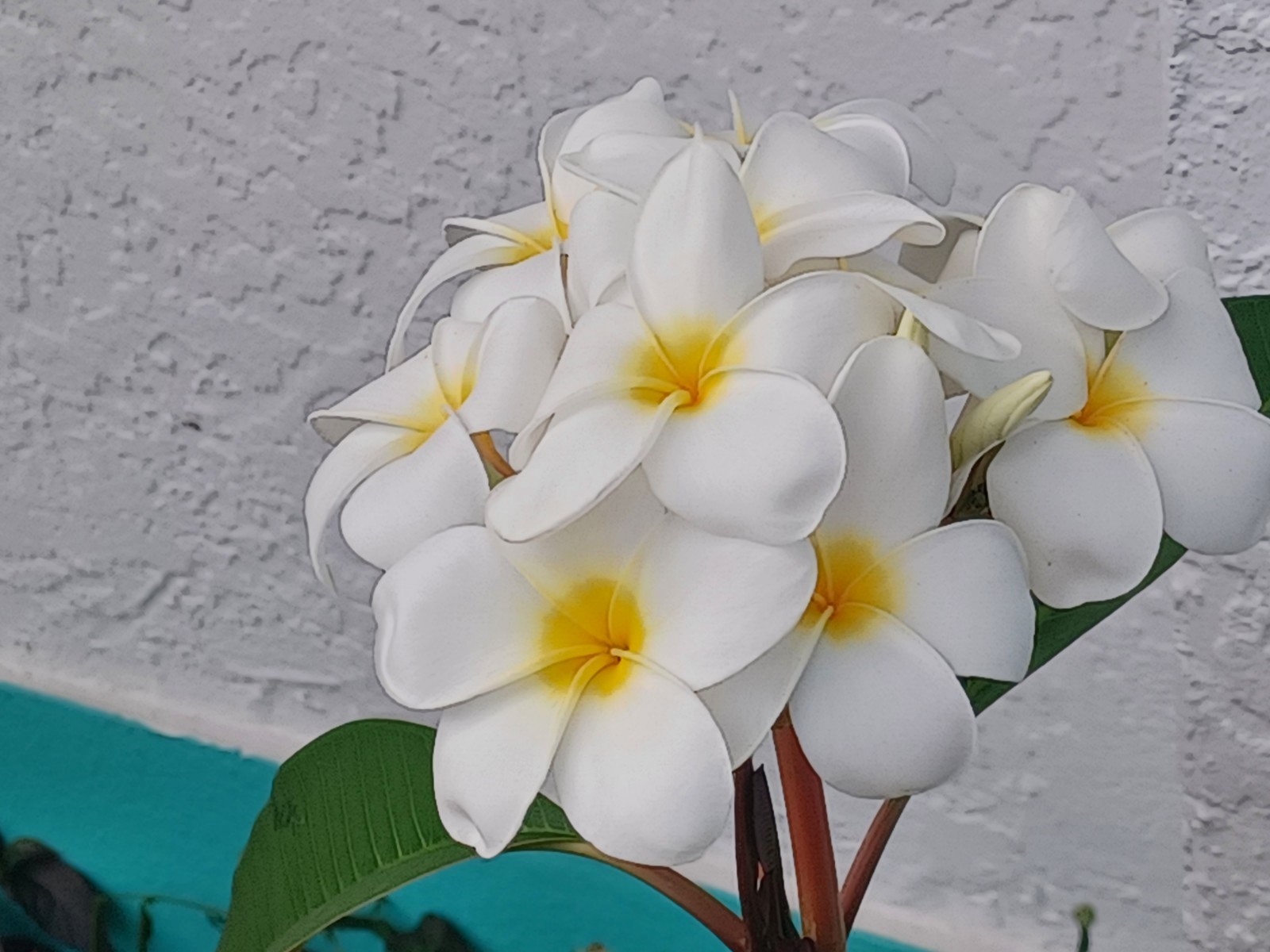 The color in the pic is what you get Plumeria Cuttings