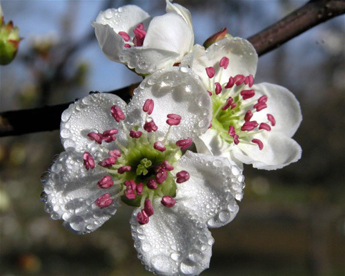 2 LIVE PLANTS HEIRLOOM MAYHAW FRUIT TREES MAY HAW APPLE HAWTHORN RED SEEDLING