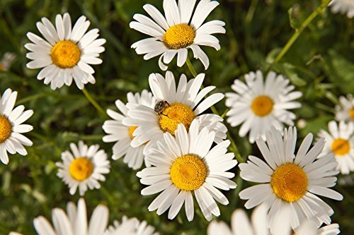 Chamomile Roman Great Garden Herb By Seed Kingdom 1/4 Lb Seeds