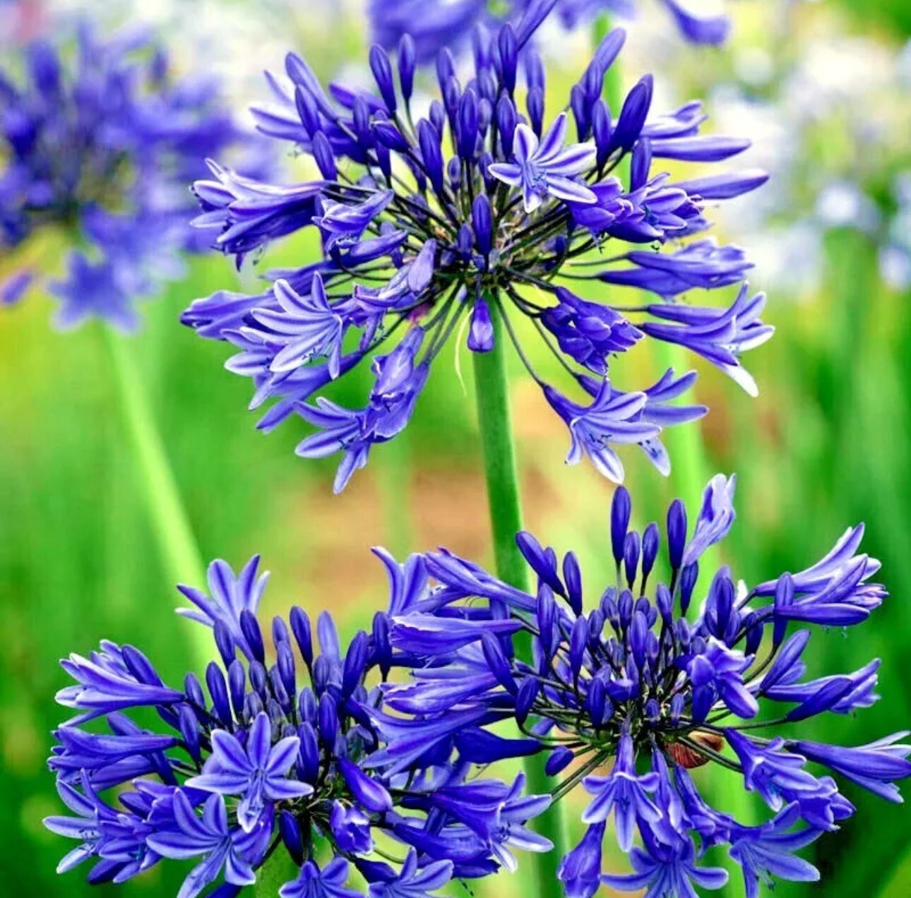 (30+) Hardy Agapanthus/Lily of the Nile Seeds-RARE & EXOTIC! Free USPS Shipping
