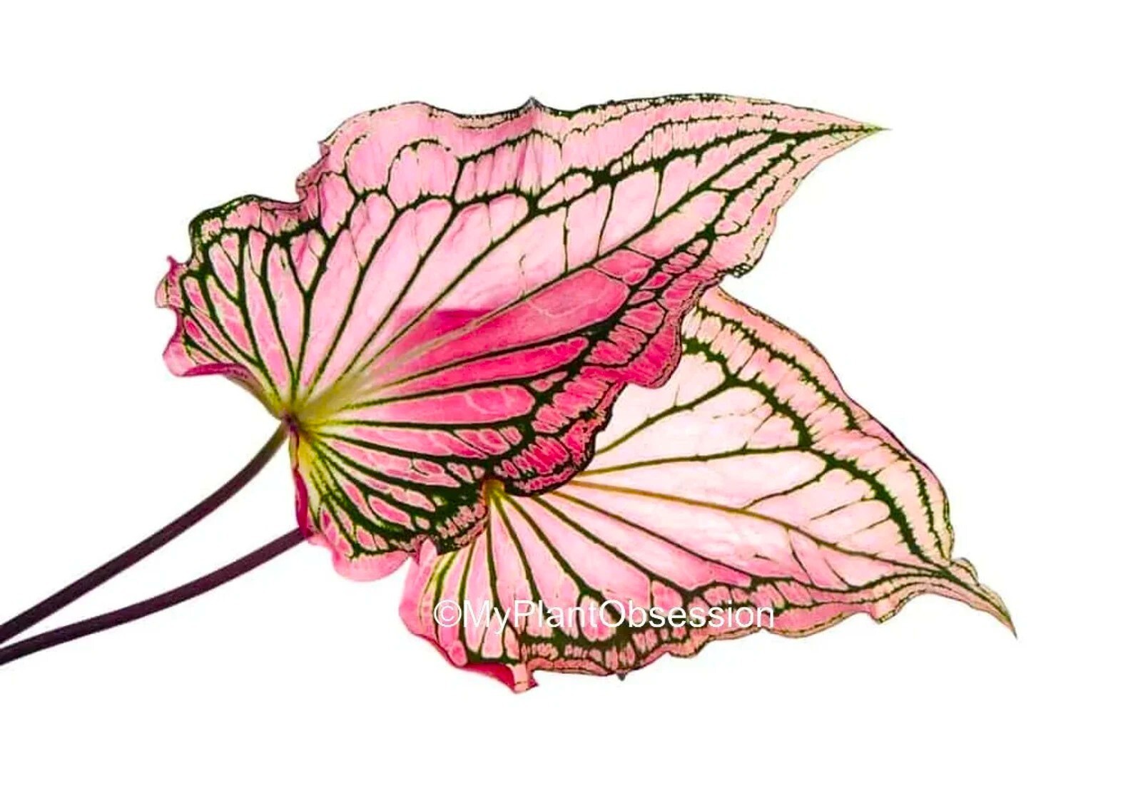 Caladium ‘Debutante’ Size #2 (2 Bulbs)(You get 2 bulbs)