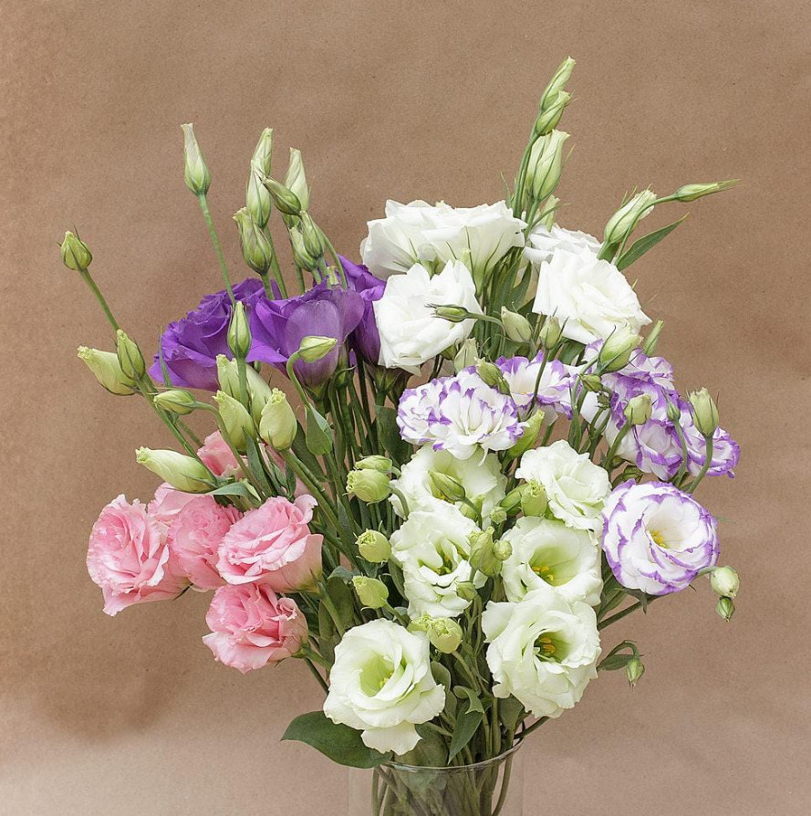 Lisianthus Mixed Varieties Live Plant Plug Set of 2 – 1–3″ Tall – Cut Flower