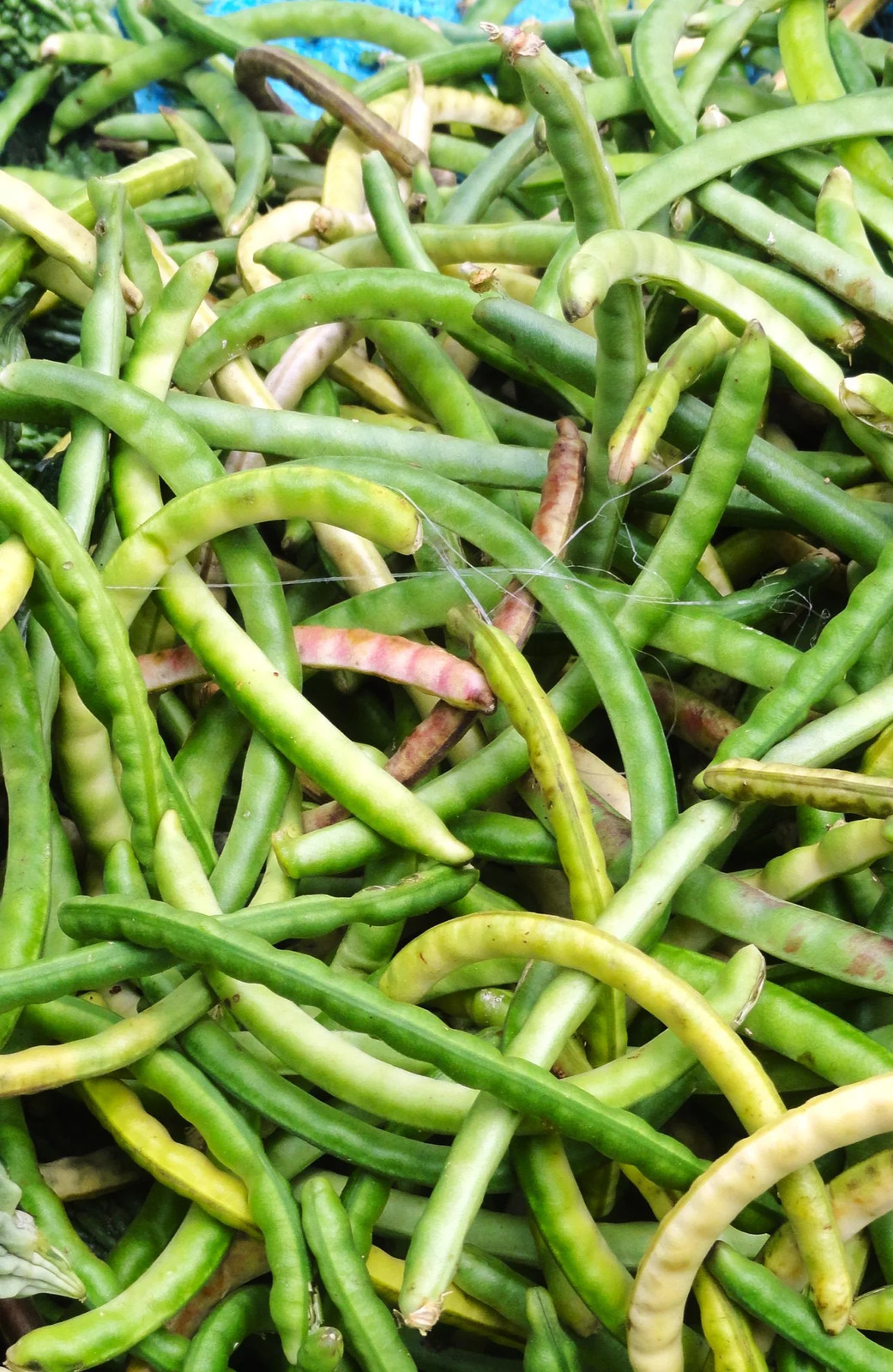Zipper Cream Pea (Treated) Seeds – For 2026 Planting Southern Crowder Cowpeas