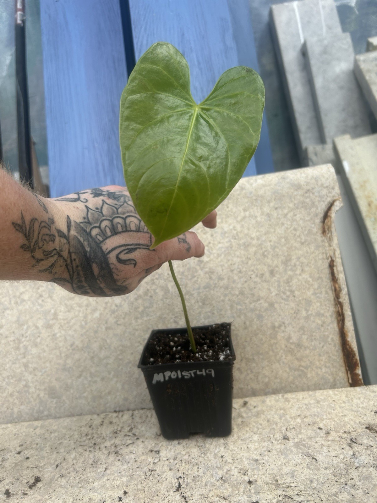 Anthurium Bright Red Tropical Potted Seedling Green Broadleaf Indoor Medium Sun