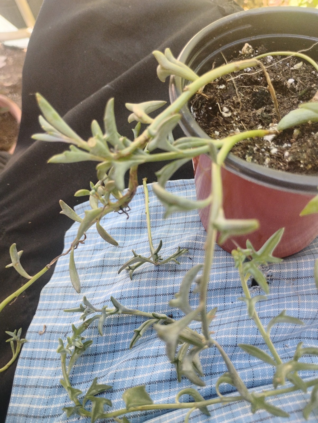 STRING OF DOLPHINS 3.5″ POT VERY EASY TO GROW ( JUST DON’T OVER WATER)