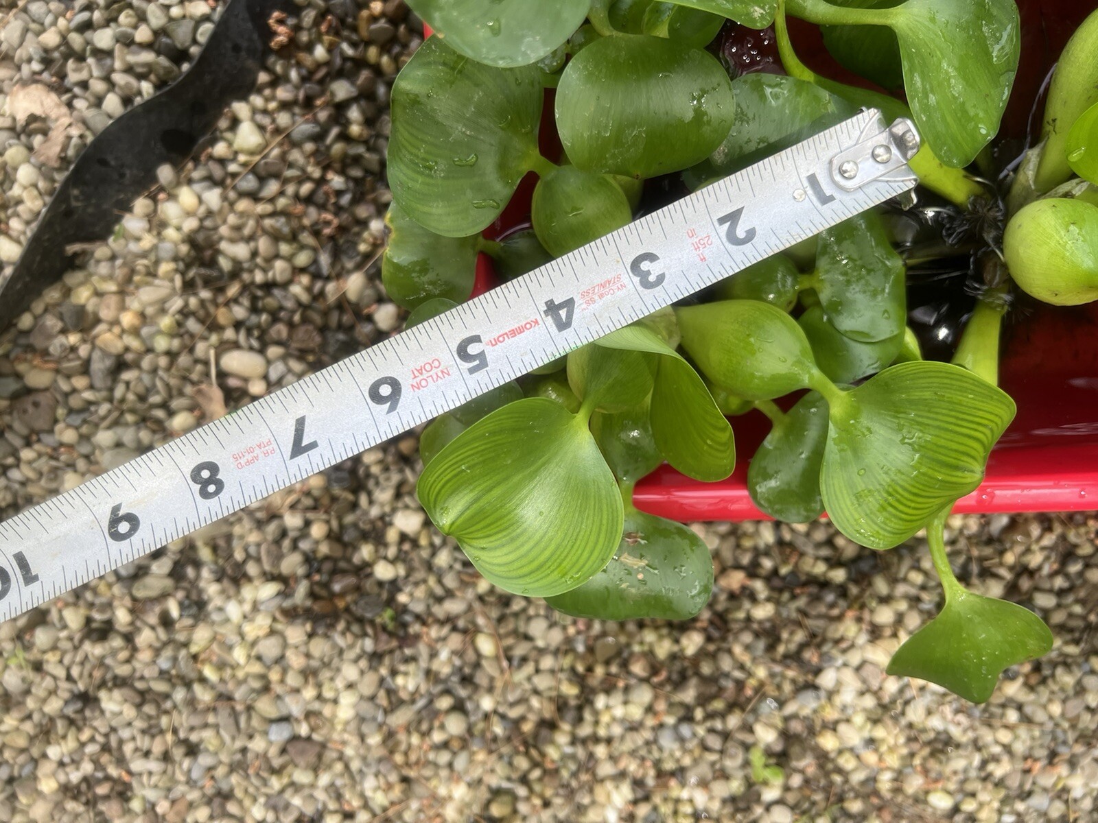 SPECIAL (6) Water Hyacinth Koi Pond Floating Plants Algae 5” BLOOMS July-Oct
