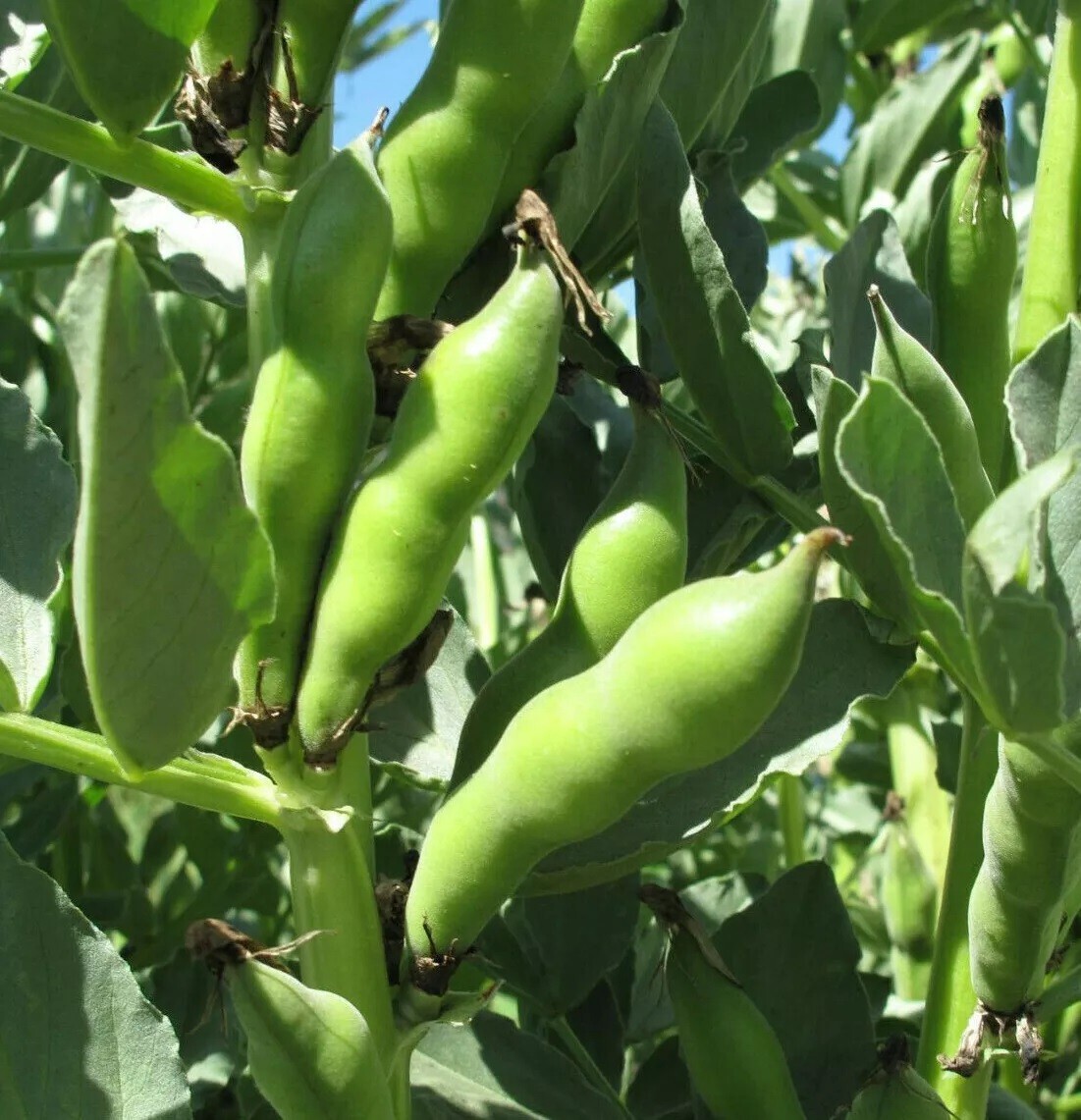 25+ Broad Windsor Fava Bean Seeds, NON-GMO, Mediterranean, Cover Crop