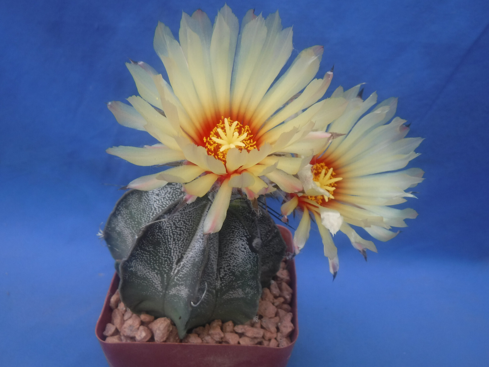 Astrophytum capricorne Cactus Plant One Large BLOOMING SIZE Plant 3″+ In Size