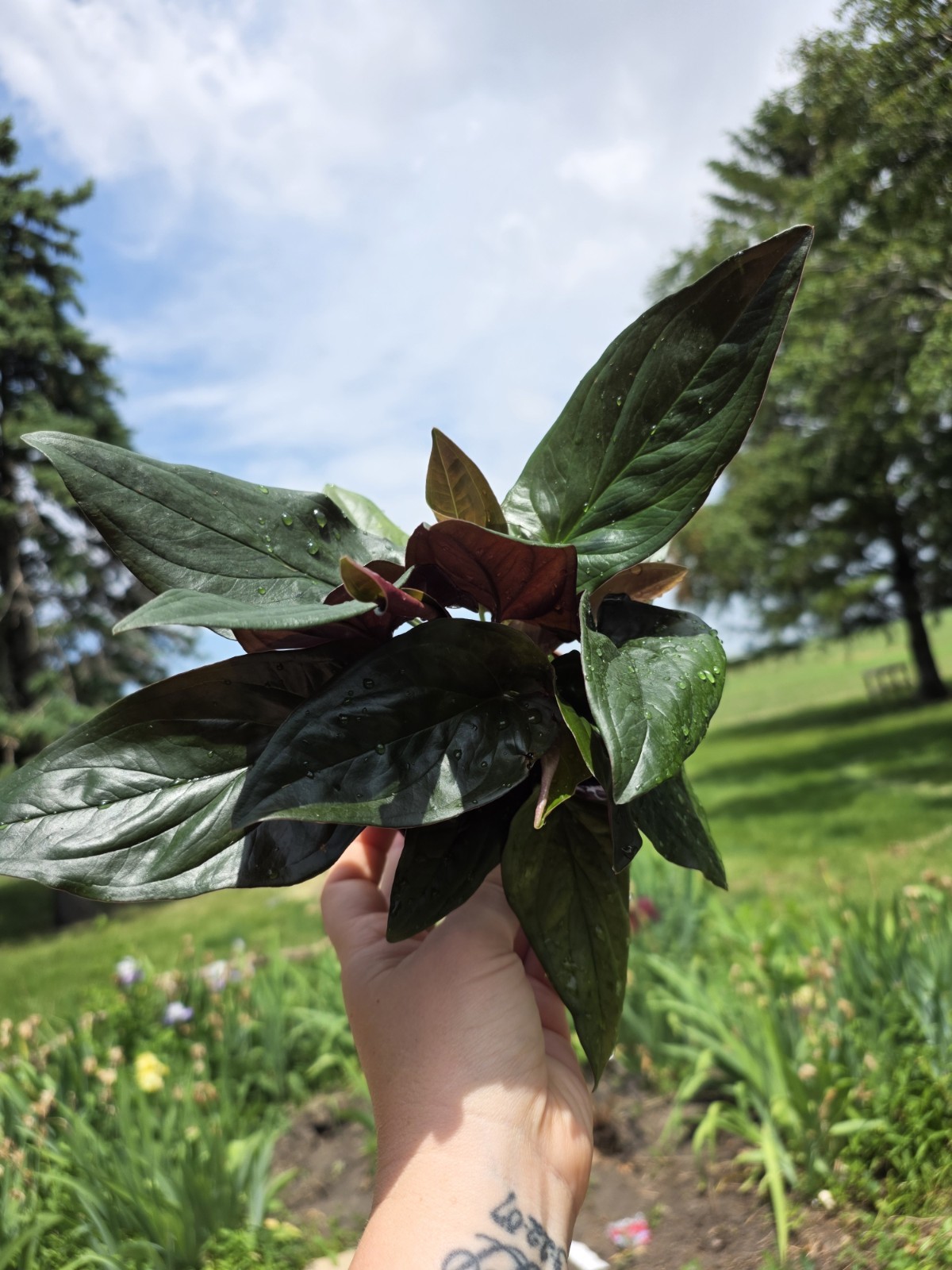 Syngonium ‘Red Arrow’-4″ Pot live plant easy care *lush*