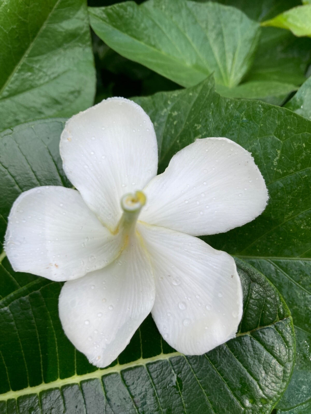 2 Hawaiian Grown Singapore Plumeria Frangipani Temple tree White Yellow #25