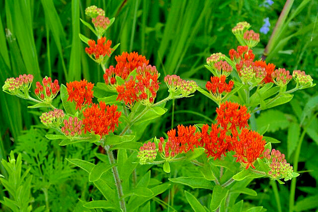 MILKWEED 100 SEEDS, ASCLEPIAS TUBEROSA, ORANGE BUTTERFLY WEED, grown in the USA