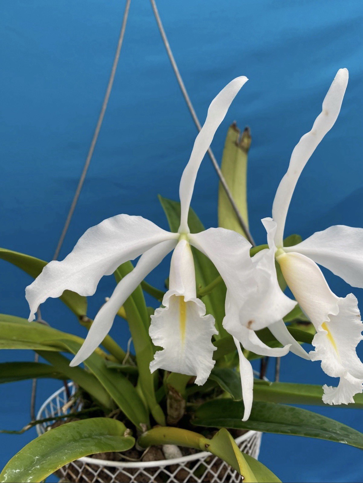 Cattleya maxima albescens ‘Koenigin Sylva’ SM/DOG White Orchid Species 9” Basket
