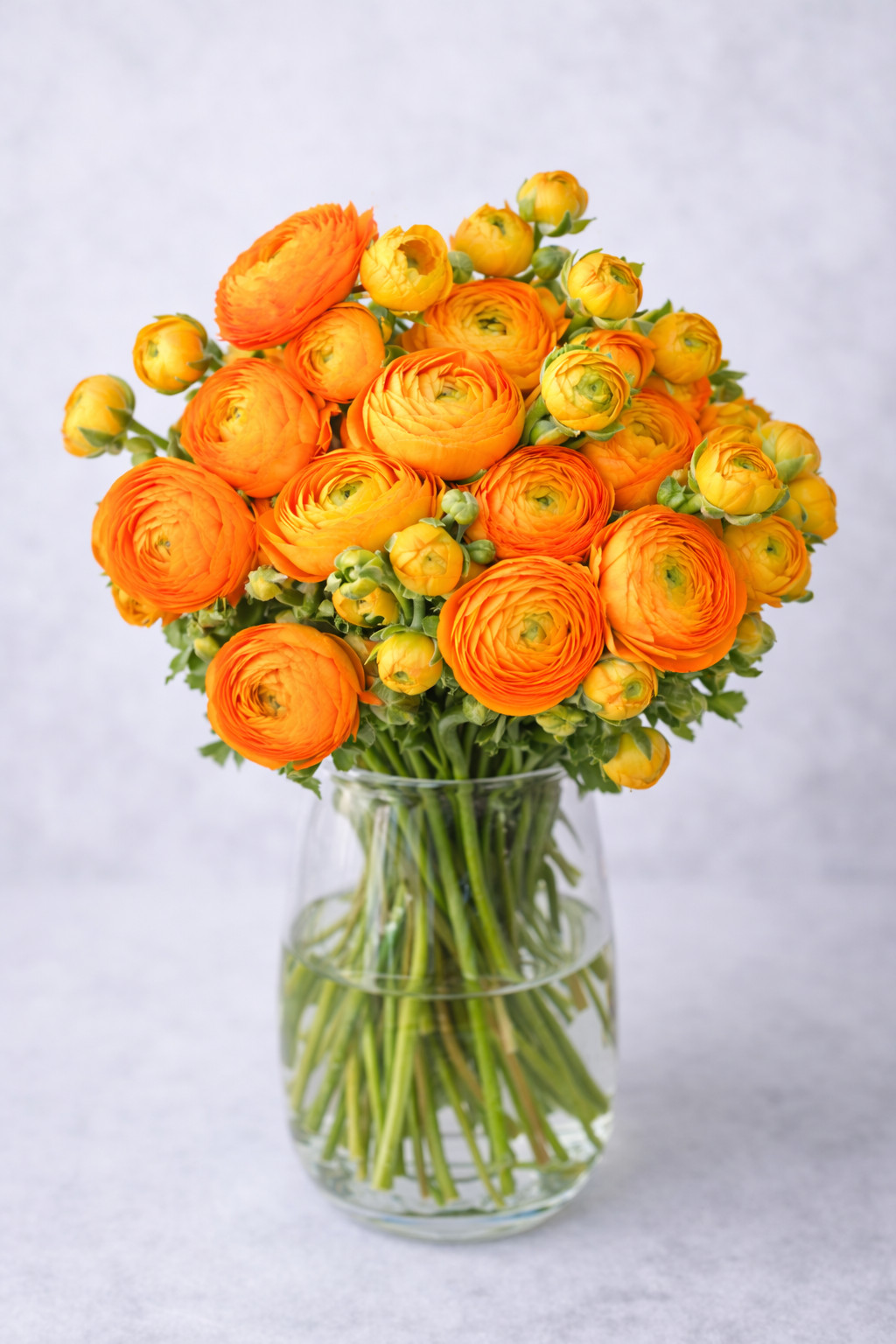 50 RANUNCULUS ORANGE SHADES BULBS