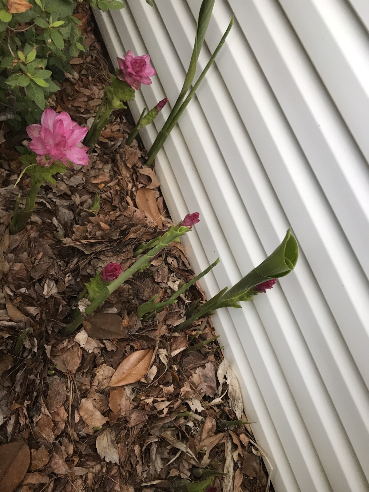 One Ginger Curcuma Petiolata Hidden Pink Flowering Starts Rhizomes ข่า