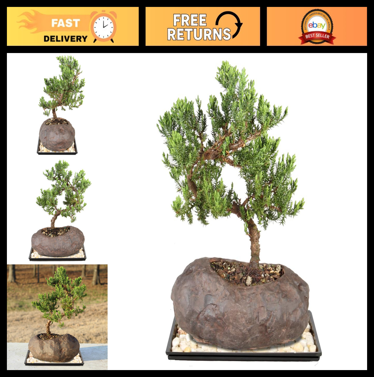 Live Green Mound Juniper Bonsai Tree – 6-10″ Tall, Easy Care Outdoor Plant, Rock