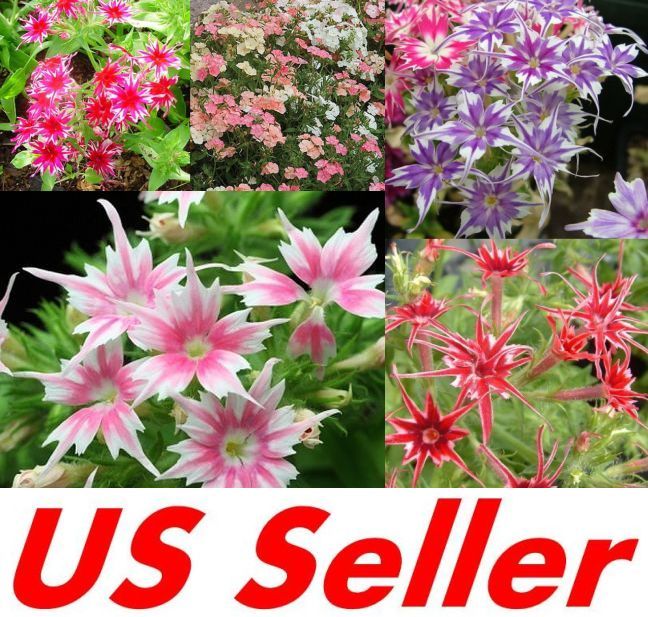 33 PCS Phlox Twinkle Star Flower Seeds B75 Garden US Seller Drummondii Cuspidata